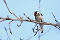 Lesser Spotted Woodpecker Dendrocopos minor Royalty Free Stock Photo